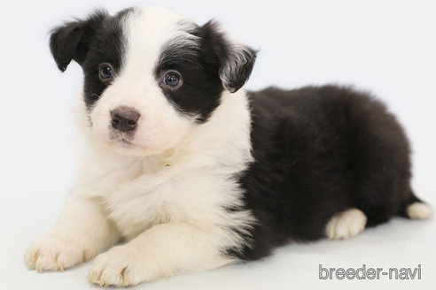 成約済の神奈川県のボーダーコリー-292342の2枚目